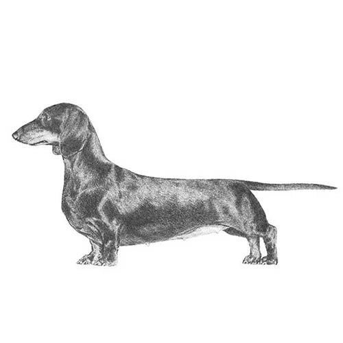 The Breed Standard