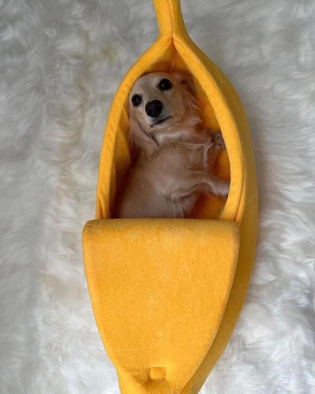 Banana Bed For Dachshunds