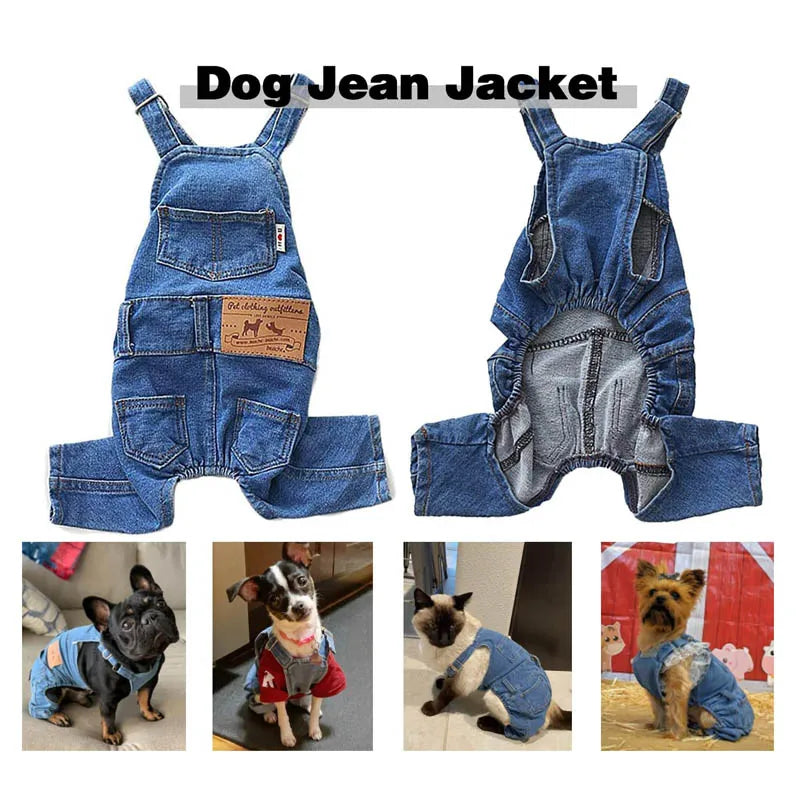 Adorable Dachshund in Denim Overalls