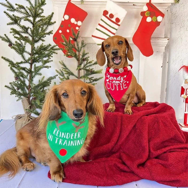 Merry Christmas Dachshund