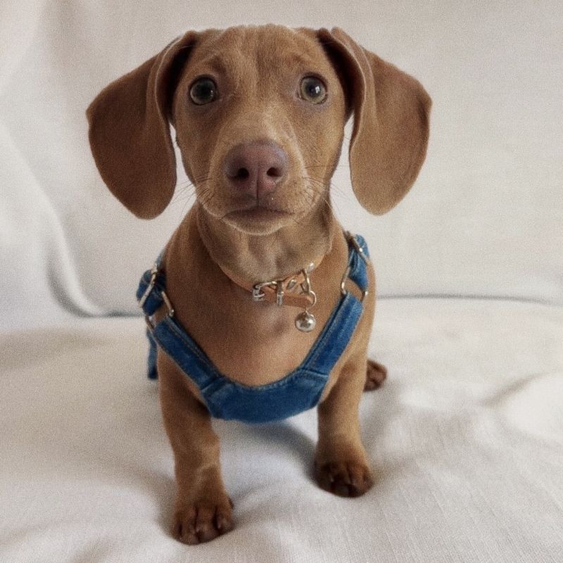 Adorable Dachshund in Denim Overalls