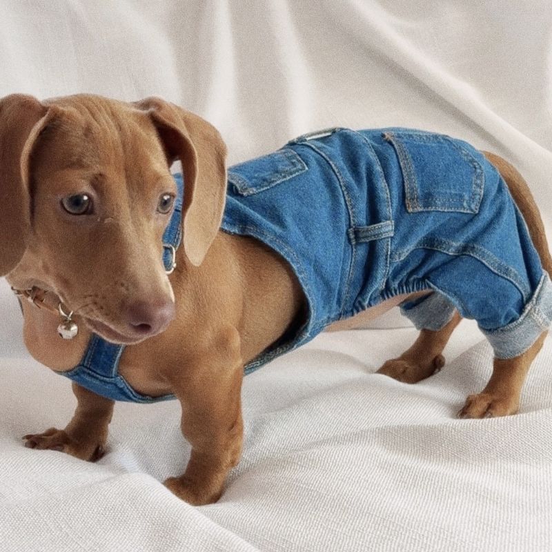 Adorable Dachshund in Denim Overalls