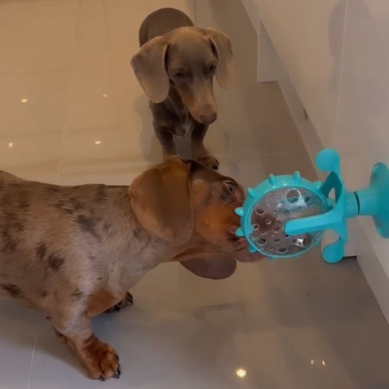 Dog Treat Dispenser Wheel Toy