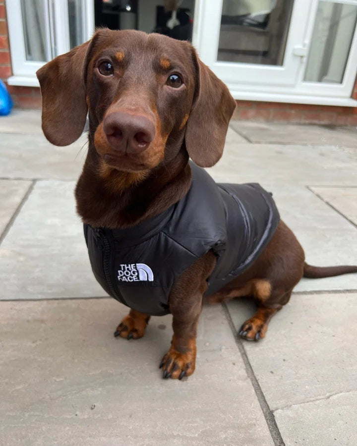 Doxie The Dog Face Jacket