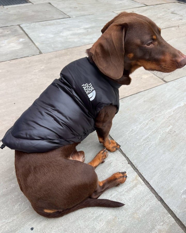 Doxie The Dog Face Jacket