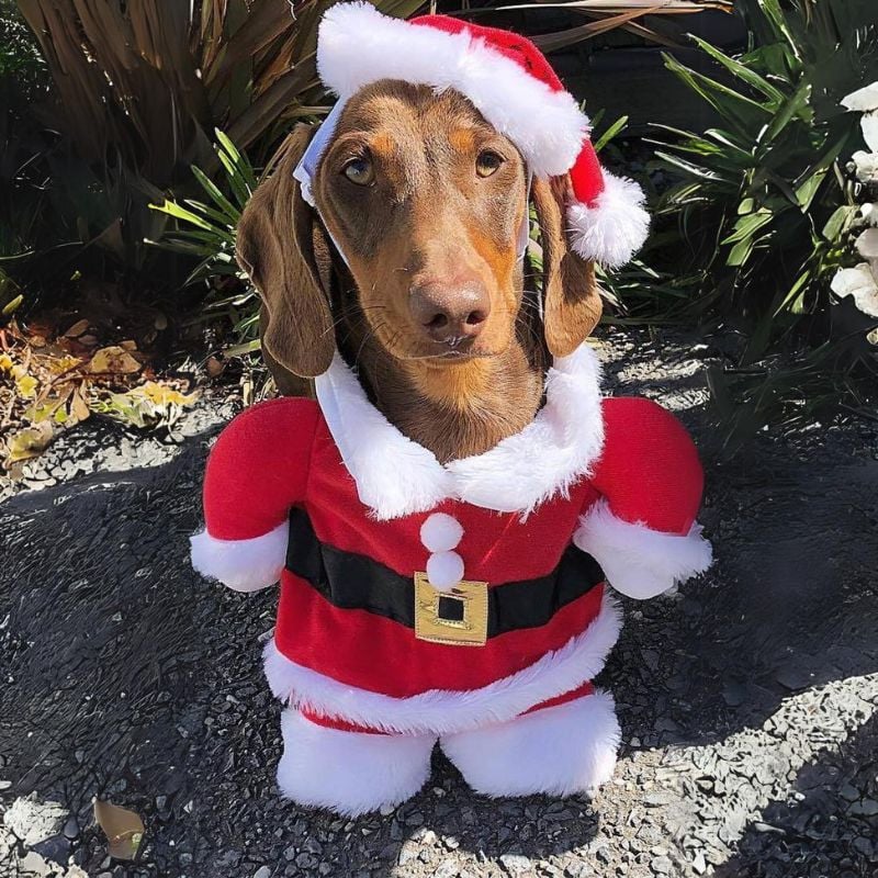 Santa Paws Outfit