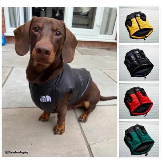 Doxie The Dog Face Jacket