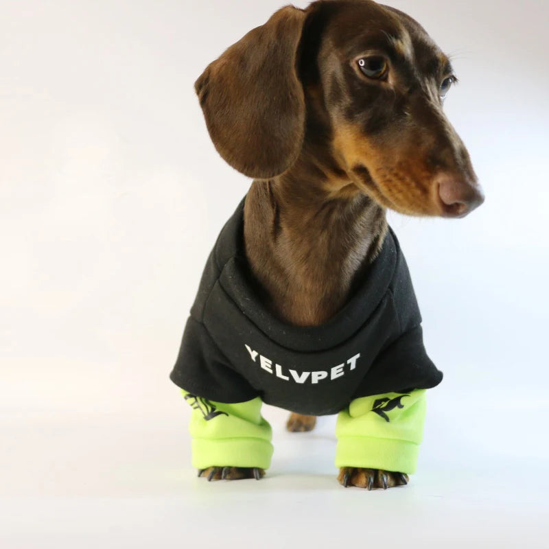 Fashion Dog
