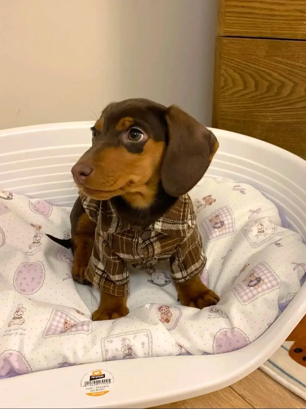 Dachshund Dog Clothes Brown