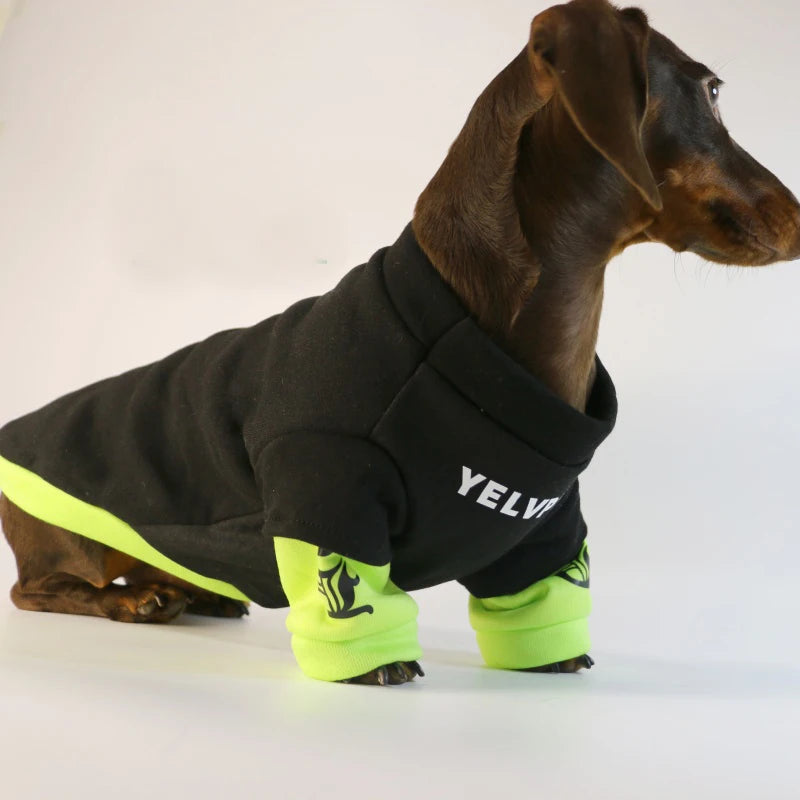 Fashion Dog