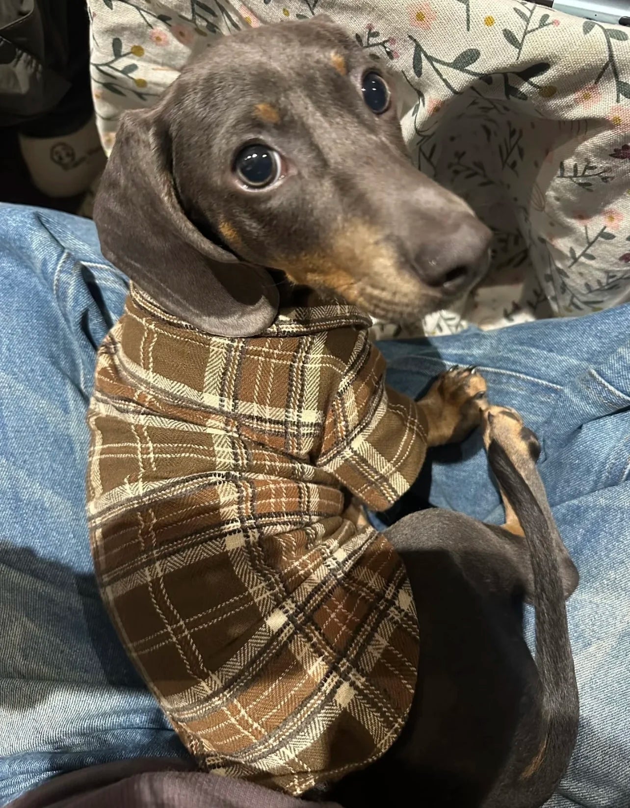 Dachshund Dog Clothes Brown