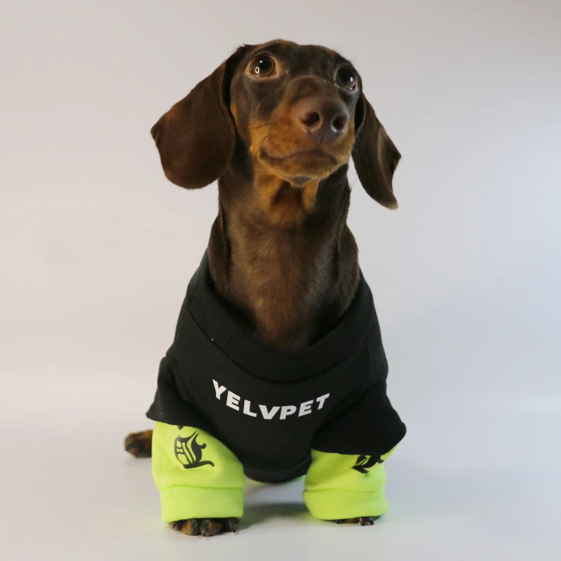 Fashion Dog