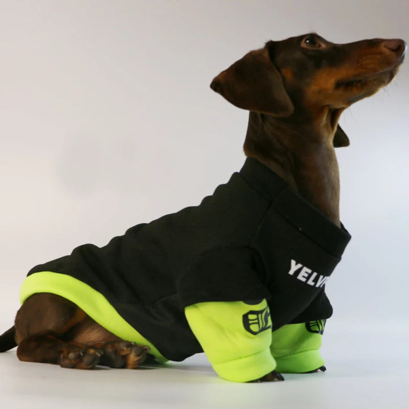 Fashion Dog