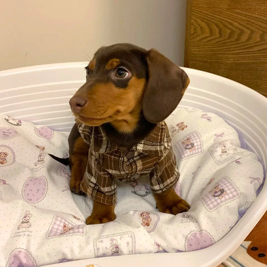 Dachshund Dog Clothes Brown