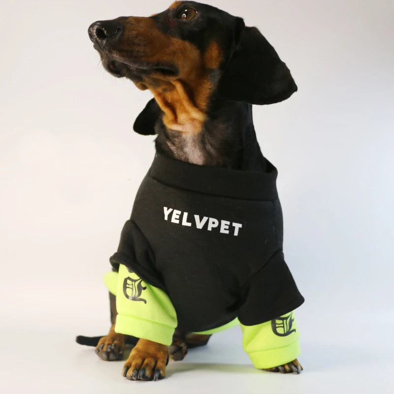 Fashion Dog