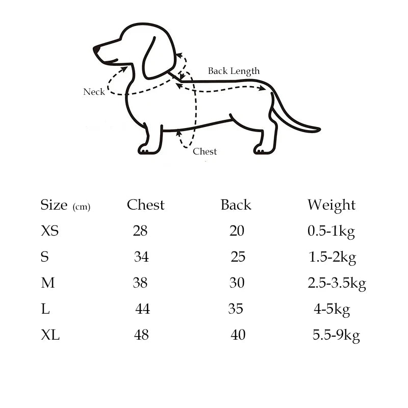Fashion Dog