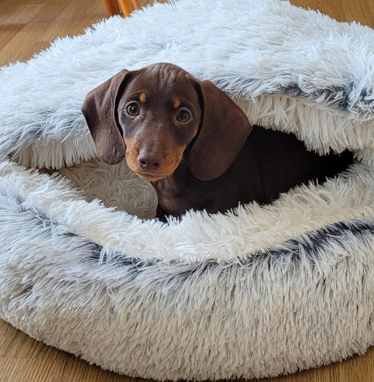 Winter Pet t Bed