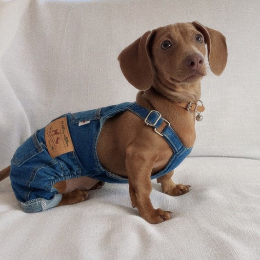 Adorable Dachshund in Denim Overalls